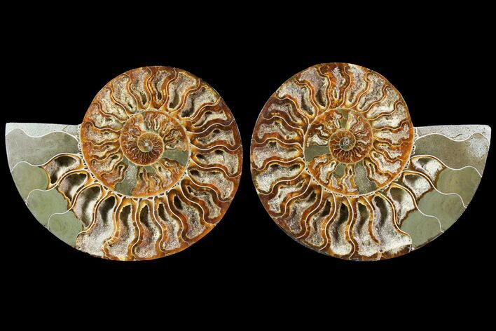 Sliced Ammonite Fossil - Crystal Lined Chambers #115315